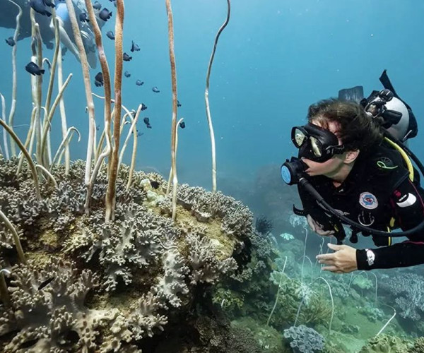 Quy Nhon Diving